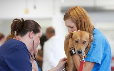 Navigating Regulatory Compliance for Veterinary Equipment in Arizona