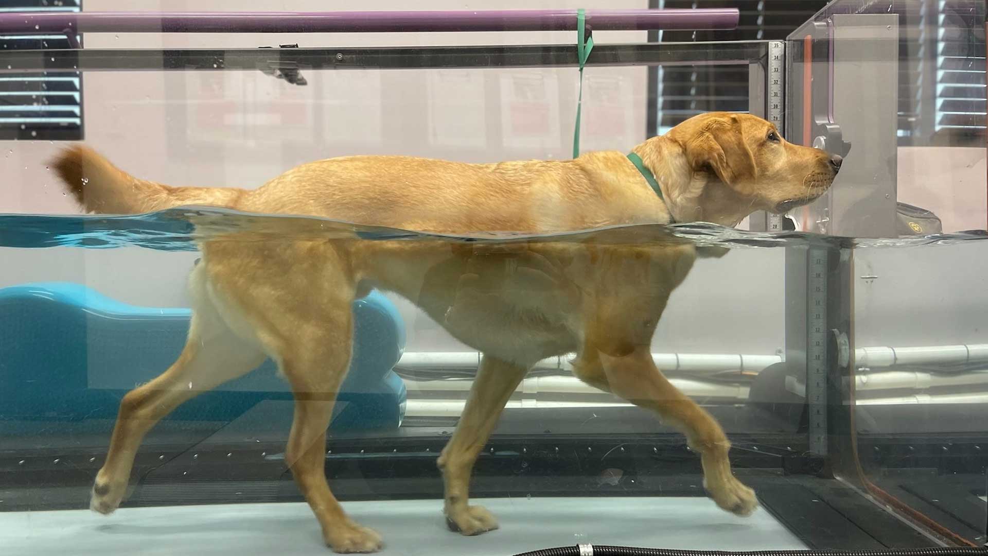 Dog walking on an underwater treadmill during hydrotherapy at a veterinary rehabilitation clinic.